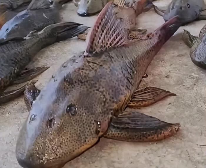 龍魚嚴(yán)重蒙眼怎么治療