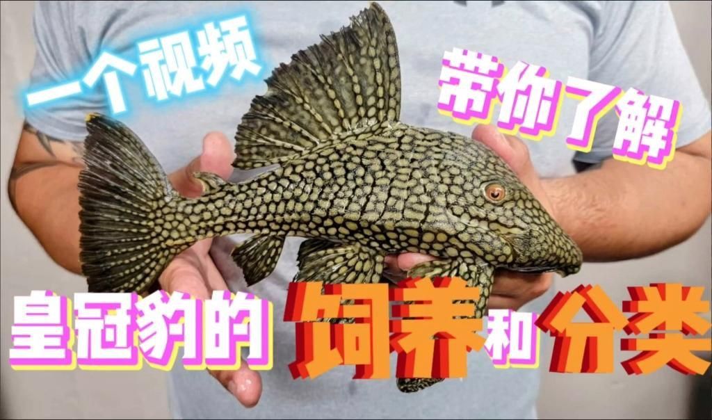 龍魚嚴(yán)重蒙眼怎么治療
