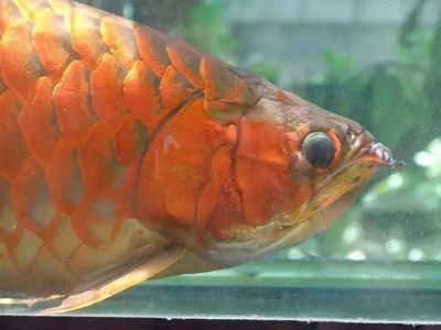龍魚發色時間表圖：如何選擇龍魚飼料促發色，不同品種龍魚發色特點對比