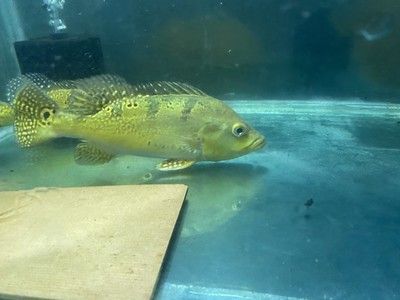 龍魚配魚用什么最好尤：最適合與龍魚混養的幾種魚類