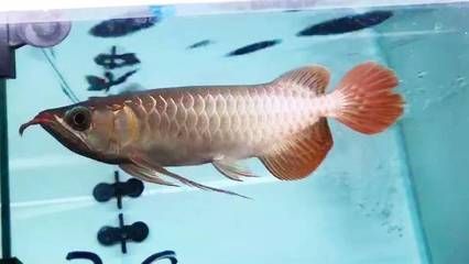 龍魚立鱗病怎么治療最好（龍魚立鱗病、鱗立病、豎鱗病、豎鱗病、豎鱗病、豎鱗病）