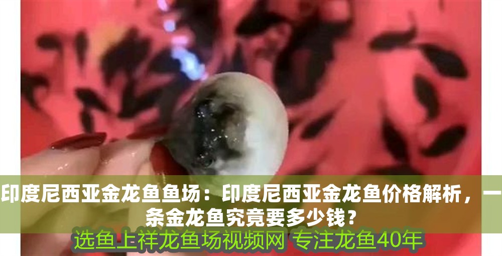 印度尼西亞金龍魚魚場：印度尼西亞金龍魚價格解析，一條金龍魚究竟要多少錢？