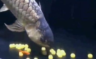 金龍魚從魚缸跳出來摔死了：金龍魚從魚缸跳出來并摔傷時(shí)可以采取以下措施進(jìn)行處理 金龍魚從魚缸跳出來摔死了：金龍魚從魚缸跳出來并摔傷時(shí)可以采取以下措施進(jìn)行處理 龍魚百科 第2張
