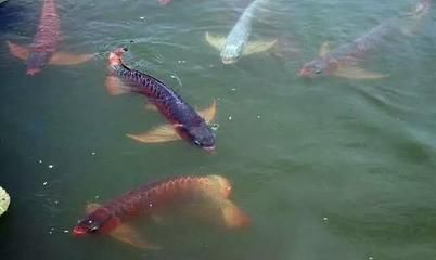 龍魚仰頭游怎么辦：龍魚仰頭游可能是由于多種原因引起的，需要及時采取措施