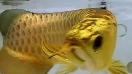金龍魚的由來和傳說有哪些？：關(guān)于金龍魚的由來和傳說