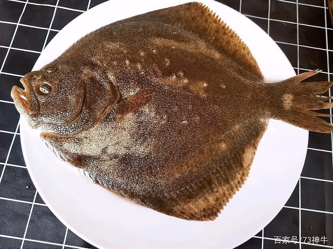 肯梅塔最建議買的三個魚