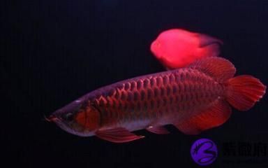 紅龍魚是什么骨頭做的（紅龍魚是一種淡水觀賞魚屬于骨舌魚科，紅龍魚飼養技巧）