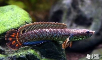 雷龍魚(yú)吃魚(yú)（雷龍魚(yú)吃魚(yú)嗎）