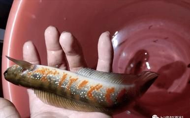 雷龍魚(yú)吃魚(yú)（雷龍魚(yú)吃魚(yú)嗎）