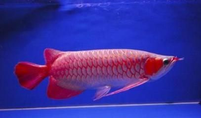龍魚手術后不吃東西怎么辦：龍魚手術后出現拒食的情況可能有多種原因及解決辦法 龍魚手術后不吃東西怎么辦：龍魚手術后出現拒食的情況可能有多種原因及解決辦法 龍魚百科 第3張