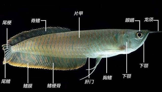 單養一條銀龍魚（養了一條銀龍魚是什么意思360問答）