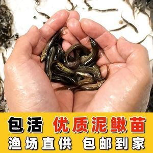 50厘米的龍魚喂食方法視頻（50厘米的龍魚喂養方法視頻）