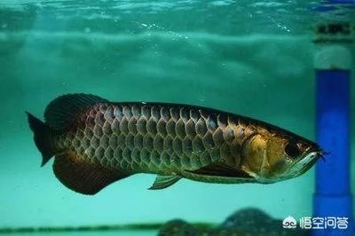 龍魚掉鱗最簡單的恢復方法