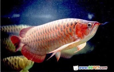紅龍魚(yú)不紅 血統(tǒng)：紅龍魚(yú)不紅的原因 紅龍魚(yú)不紅 血統(tǒng)：紅龍魚(yú)不紅的原因 龍魚(yú)百科 第1張