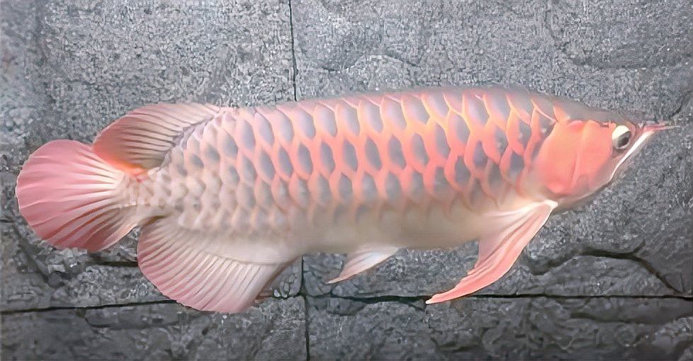 逐步減少原食物比例后，龍魚會餓死嗎？