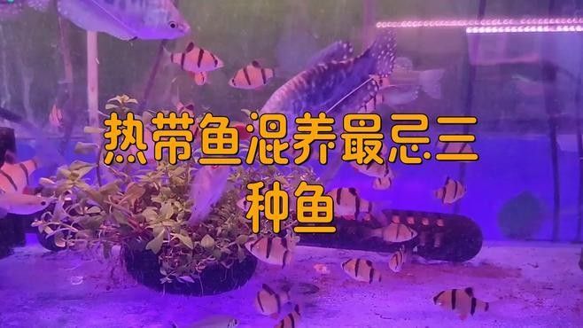 鴨嘴鯊和龍魚混養能活嗎 鴨嘴鯊和龍魚混養能活嗎 龍魚百科 第1張