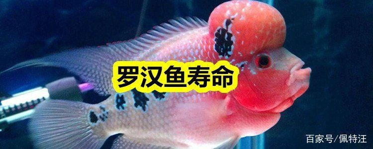 羅漢魚市場2024年還能活嗎 羅漢魚市場2024年還能活嗎 龍魚百科 第1張