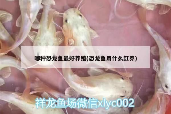 龍魚雕刻的寓意和象征：龍魚雕刻的寓意與象征，祥瑞之獸的藝術表達