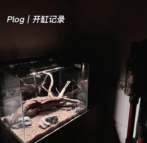 水妖精過濾適合哪些龍缸？