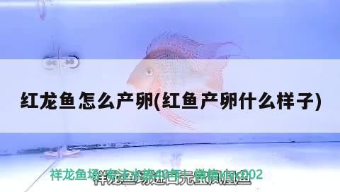 紅龍魚怎么產(chǎn)卵(紅魚產(chǎn)卵什么樣子)
