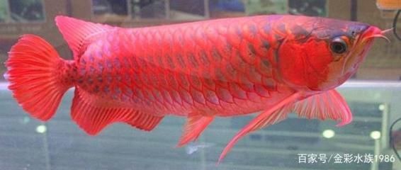 如何讓龍魚發色更好看：養龍魚發色是一個重要的考慮因素，龍魚發色是一個重要的考慮因素