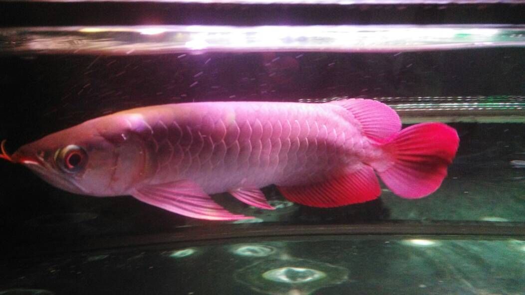 怎么挑選小紅龍魚品種（挑選小紅龍魚品種時可以參考以下幾個方面：挑選小紅龍魚品種）