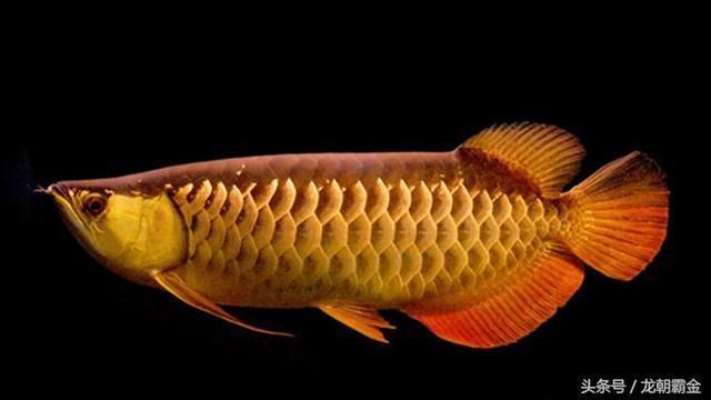 世界最貴的金龍魚多少錢（世界上最貴的金龍魚價(jià)格可以達(dá)到數(shù)百萬元人民幣）