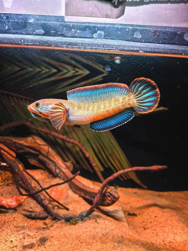雷龍魚和紅龍能混養嗎圖片對比 雷龍魚和紅龍能混養嗎圖片對比 龍魚百科 第2張