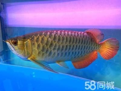 50厘米金龍魚值多少錢人民幣（50厘米的金龍魚價格受到品種及養殖年份等因素影響）