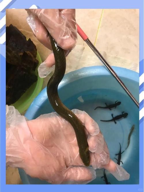 恐龍魚品種介紹圖解