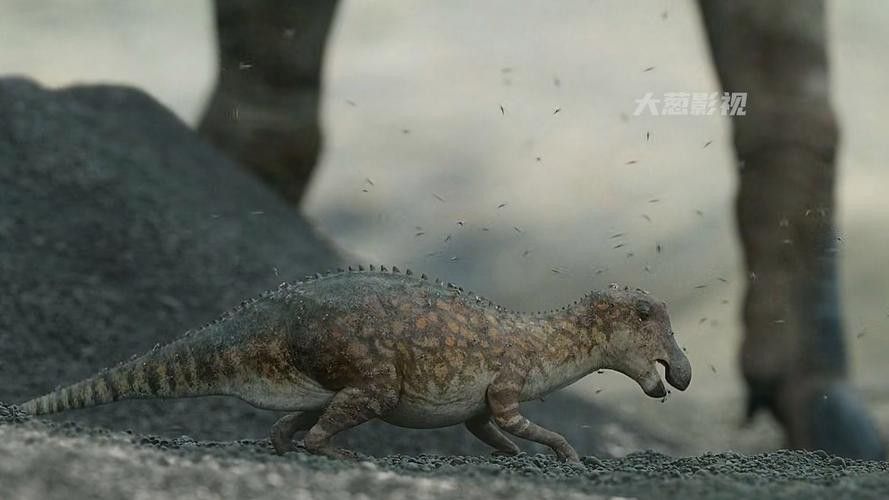 恐龍魚品種介紹圖解