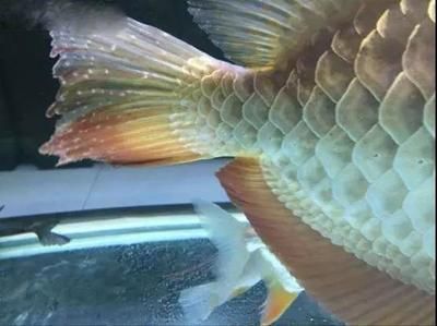 龍魚水泡病如何治療？：龍魚水泡病如何治療