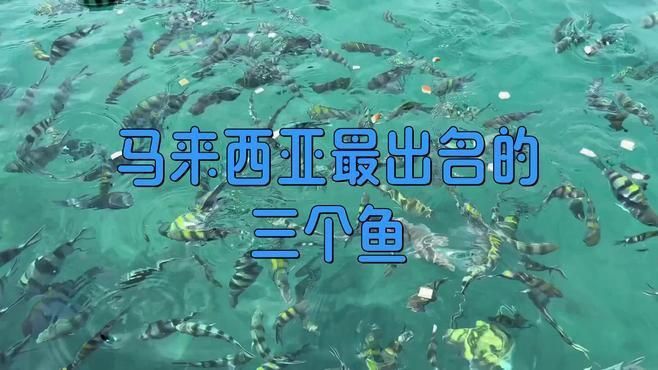 馬來西亞最出名三個魚 馬來西亞最出名三個魚 龍魚百科 第3張