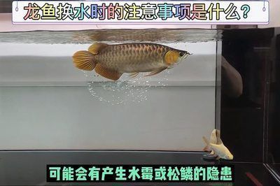 養龍魚多久換一次水：養龍魚多久換一次水，養龍魚換水的頻率