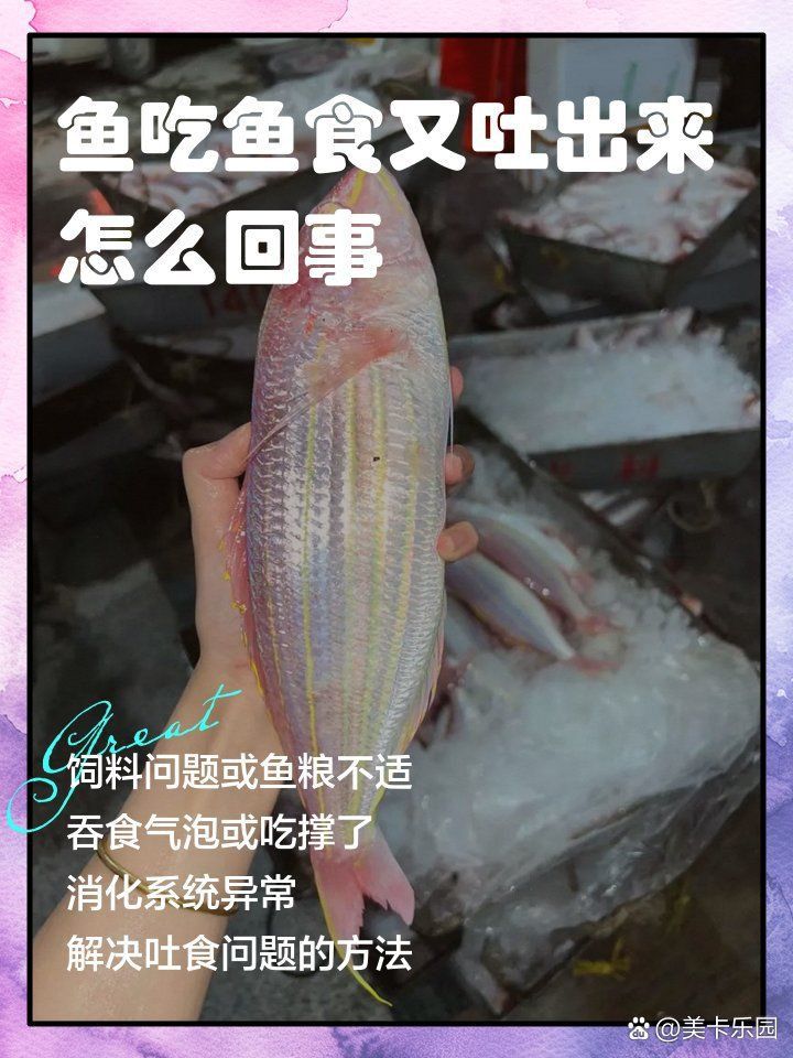 金龍魚吃了飼料又吐出來