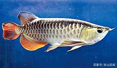 最大的金龍魚水墨畫家是誰：當代最大的金龍魚水墨畫家是誰