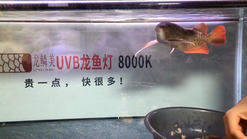 龍魚恢復(fù)期間可以喂什么食物？