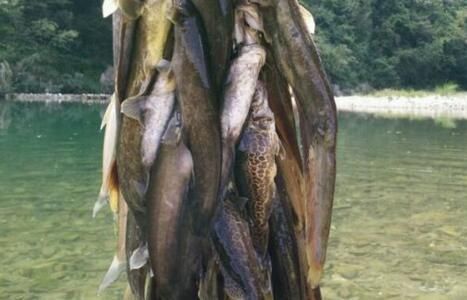 龍魚(yú)和黑魚(yú)哪個(gè)貴：龍魚(yú)與黑魚(yú)的養(yǎng)殖成本對(duì)比 龍魚(yú)和黑魚(yú)哪個(gè)貴：龍魚(yú)與黑魚(yú)的養(yǎng)殖成本對(duì)比 龍魚(yú)百科 第5張