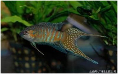 龍魚哪里買好養，如何選擇龍魚 龍魚哪里買好養，如何選擇龍魚 龍魚百科 第4張