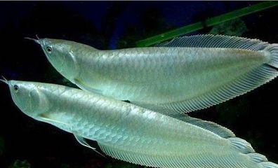 龍魚哪里買好養，如何選擇龍魚 龍魚哪里買好養，如何選擇龍魚 龍魚百科 第3張