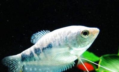 龍魚哪里買好養，如何選擇龍魚 龍魚哪里買好養，如何選擇龍魚 龍魚百科 第2張