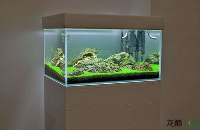多大的缸適合養龍魚蝦：同一缸體內養龍魚和蝦需要考慮幾個關鍵因素 多大的缸適合養龍魚蝦：同一缸體內養龍魚和蝦需要考慮幾個關鍵因素 龍魚百科 第2張