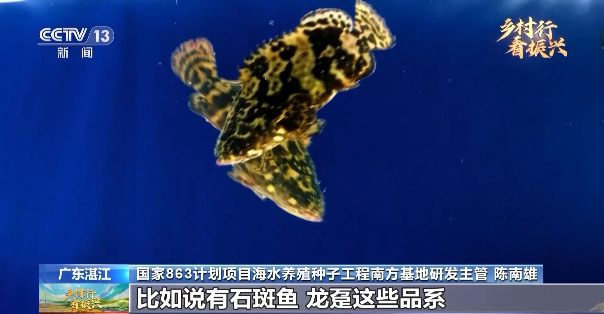 多大的缸適合養龍魚蝦：同一缸體內養龍魚和蝦需要考慮幾個關鍵因素 多大的缸適合養龍魚蝦：同一缸體內養龍魚和蝦需要考慮幾個關鍵因素 龍魚百科 第3張