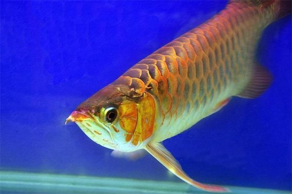金龍魚b級和a級的區別：金龍魚b級和a級之間的區別
