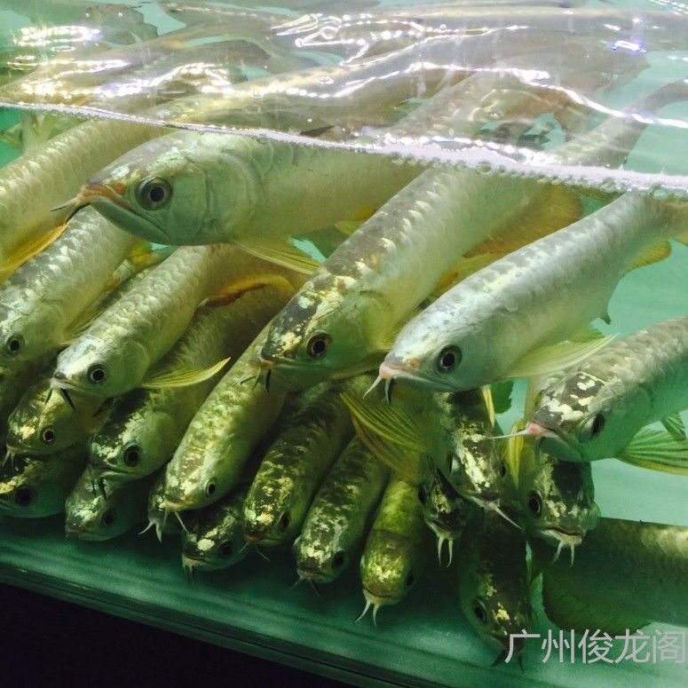 金龍魚b級和a級的區別：金龍魚b級和a級之間的區別