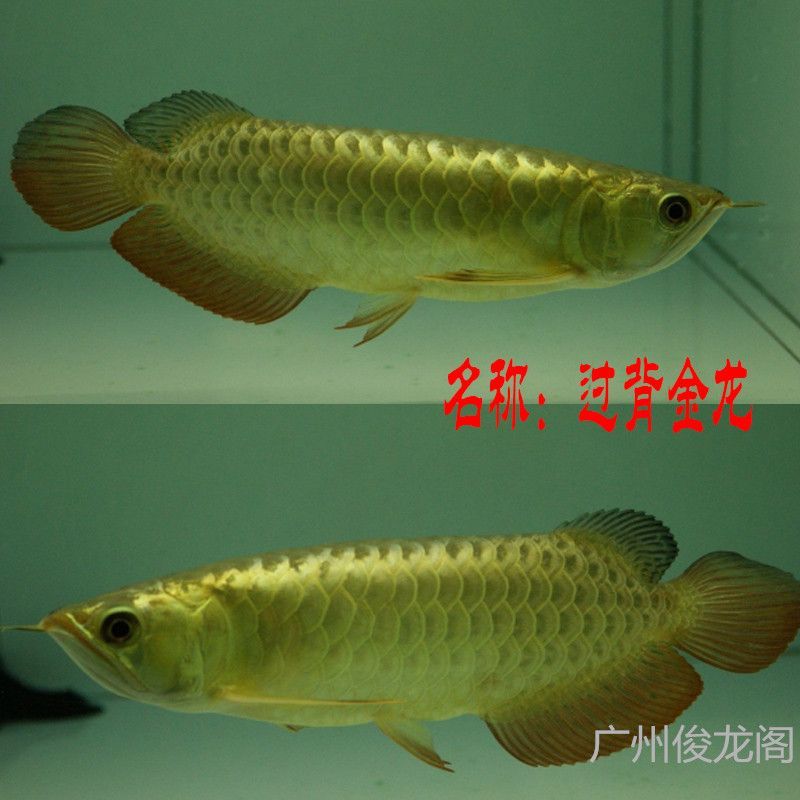 金龍魚b級和a級的區別：金龍魚b級和a級之間的區別