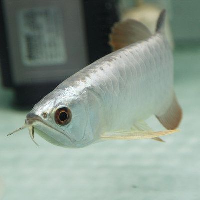 金龍魚b級和a級的區別：金龍魚b級和a級之間的區別