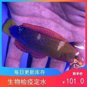 觀賞魚(yú)批發(fā)市場(chǎng)旺季價(jià)格：觀賞魚(yú)批發(fā)市場(chǎng)旺季價(jià)格受多種因素影響