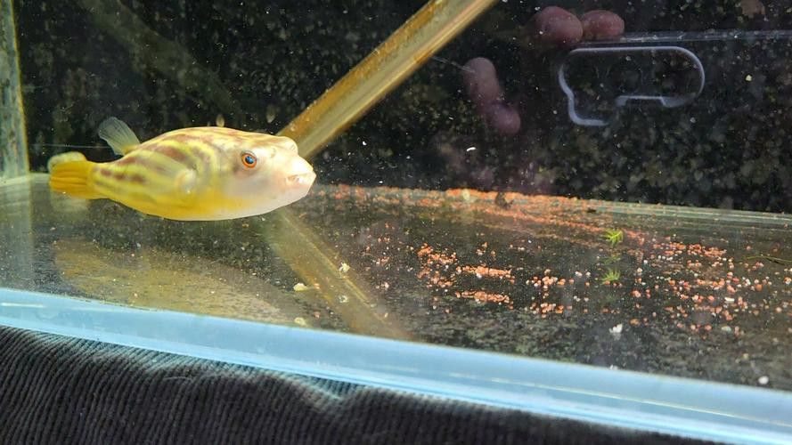 斑馬狗頭能和龍魚(yú)混養(yǎng)嗎圖片欣賞 斑馬狗頭能和龍魚(yú)混養(yǎng)嗎圖片欣賞 龍魚(yú)百科 第16張