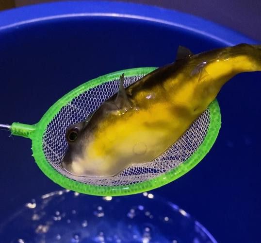斑馬狗頭能和龍魚(yú)混養(yǎng)嗎圖片欣賞 斑馬狗頭能和龍魚(yú)混養(yǎng)嗎圖片欣賞 龍魚(yú)百科 第15張